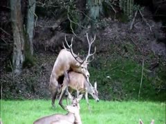 Pornographic deer having sex with zoophilia